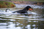 swimming Doberman Pinscher