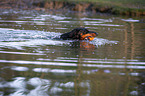 swimming Doberman Pinscher