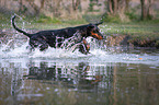 running Doberman Pinscher