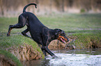 running Doberman Pinscher