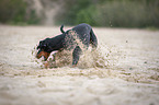 Doberman Pinscher