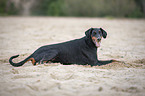 Doberman Pinscher