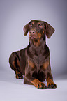 lying Doberman Pinscher