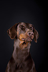 Doberman Pinscher Portrait