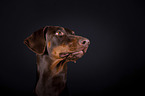 Doberman Pinscher Portrait