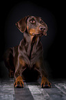 lying Doberman Pinscher