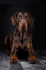 lying Doberman Pinscher