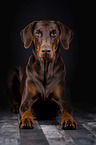 lying Doberman Pinscher