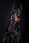 Doberman Pinscher Portrait