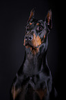 Doberman Pinscher Portrait