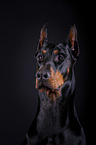 Doberman Pinscher Portrait