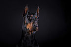 Doberman Pinscher Portrait