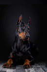 lying Doberman Pinscher