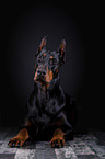 lying Doberman Pinscher