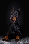 lying Doberman Pinscher