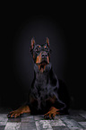 lying Doberman Pinscher