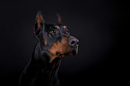 Doberman Pinscher Portrait