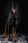 standing Doberman Pinscher