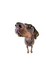 Fisheye shot of a doberman pinscher