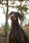 Doberman Pinscher Portrait