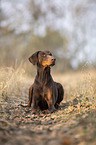 lying Doberman Pinscher