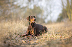 lying Doberman Pinscher