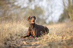 lying Doberman Pinscher