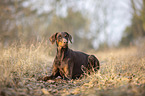 lying Doberman Pinscher