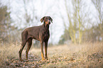 standing Doberman Pinscher