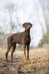 standing Doberman Pinscher