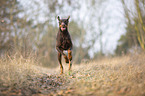 running Doberman Pinscher