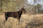 standing Doberman Pinscher