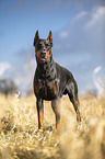 cropped and docked male Doberman pinscher