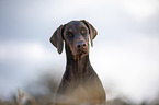 Doberman Pinscher Portrait