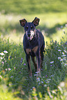 Doberman Pinscher in the summer