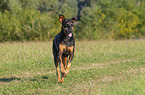 Doberman Pinscher in the summer