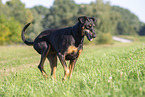 Doberman Pinscher in the summer