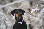 Doberman Pinscher