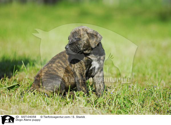 Dogo Alano Welpe / Dogo Alano puppy / SST-04058