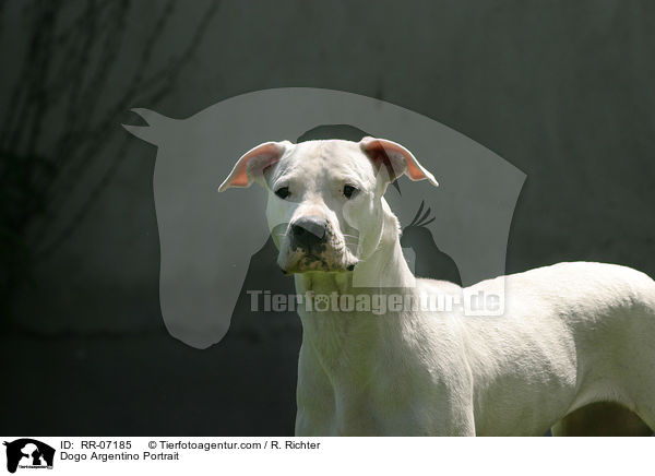 Dogo Argentino Portrait / Dogo Argentino Portrait / RR-07185