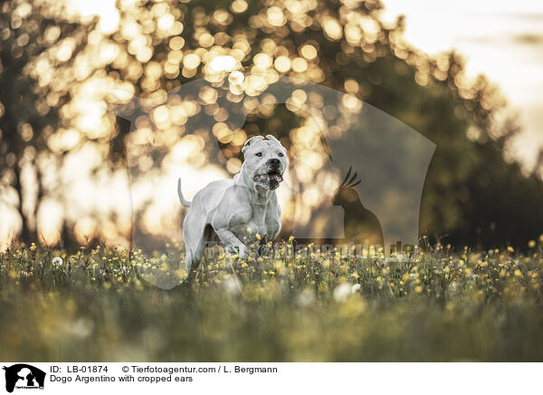 Dogo Argentino mit kupierten Ohren / Dogo Argentino with cropped ears / LB-01874