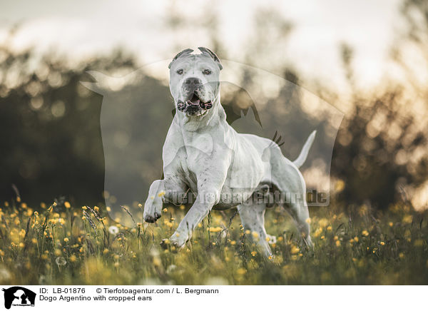 Dogo Argentino mit kupierten Ohren / Dogo Argentino with cropped ears / LB-01876