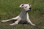 Dogo Argentino