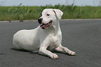 Dogo Argentino