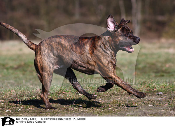 rennender Dogo Canario / running Dogo Canario / KMI-01357