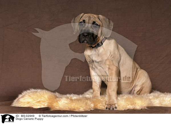 Dogo Canario Welpe / Dogo Canario Puppy / BS-02949