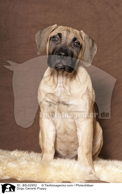 Dogo Canario Welpe / Dogo Canario Puppy / BS-02952
