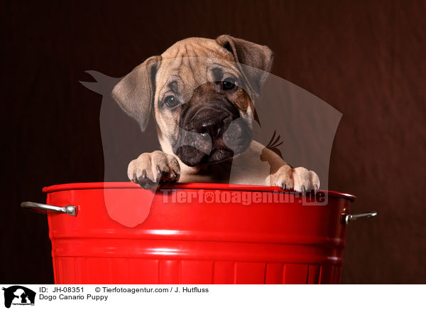Dogo Canario Welpe / Dogo Canario Puppy / JH-08351