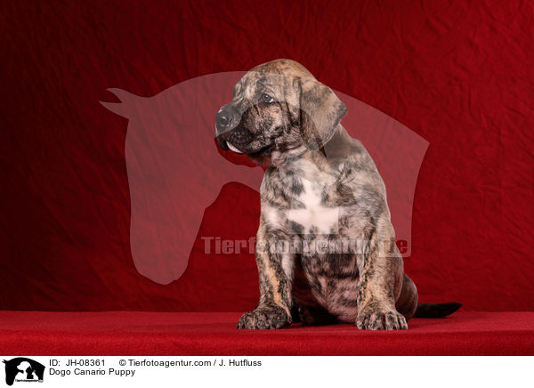 Dogo Canario Welpe / Dogo Canario Puppy / JH-08361