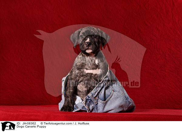 Dogo Canario Welpe / Dogo Canario Puppy / JH-08362